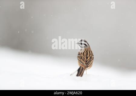 A Crested Lark stands on a blanket of snow with a soft gray backdrop and snowflakes gently falling around Stock Photo