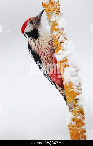 A Middle Spotted Woodpecker with distinctive red crown perched on a snow-dusted, lichen-covered branch Stock Photo