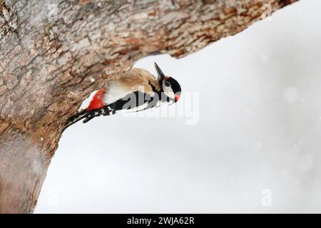 A Great Spotted Woodpecker hangs upside down on a tree trunk, pecking at the bark in a snowy environment Stock Photo
