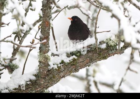 A blackbird with a bright orange beak sits on a snow-covered branch in a wintry forest scene Stock Photo