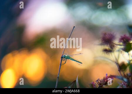 A delicate dragonfly perches tranquilly on a slender twig, set against a dreamy backdrop of blurred flowers and warm bokeh lights, evoking a serene se Stock Photo