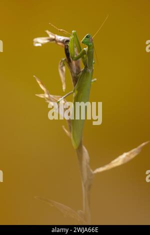 A close-up of a female praying mantis perched delicately on a dry plant stalk against a smooth, mustard-yellow background. Stock Photo