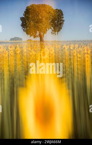 Single standing tree in the sunset Stock Photo - Alamy