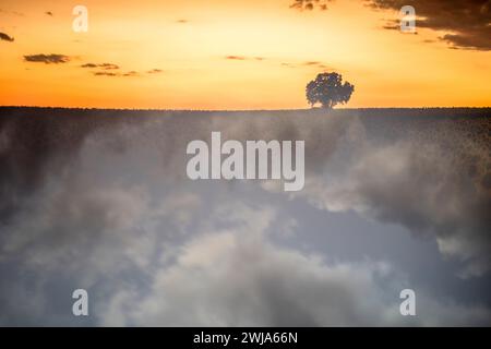 A single tree stands out on the horizon beneath a colorful sunrise sky, partially shrouded in morning mist Stock Photo