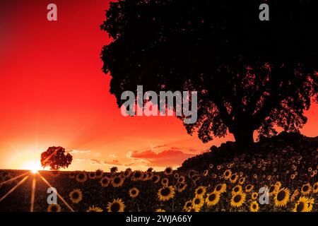 Vibrant red sunset sky illuminating a field of sunflowers with the sun's rays shining through the silhouette of majestic trees Stock Photo