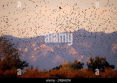 A dramatic scene of countless birds in flight against the warm hues of a setting sun, with silhouetted mountains in the background Stock Photo