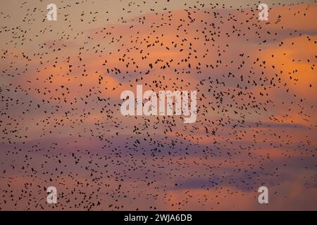 Flock of birds silhouetted against a vibrant sunset sky with hues of orange and pink. Stock Photo
