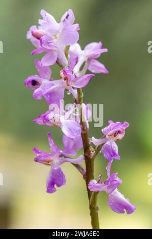 A delicate orchis langei displaying its vibrant purple flowers against a soft-focus background. Stock Photo
