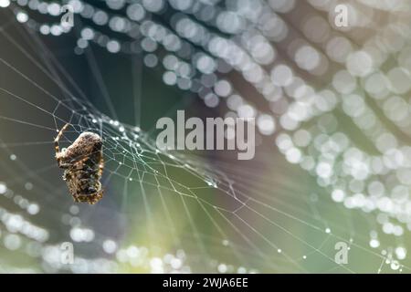 A meticulous orb weaver spider secures its caught prey within the delicate strands of an intricate spider web, highlighted by shimmering dewdrops. Stock Photo