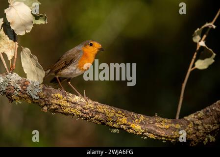 An Erithacus rubecula, also known as the European Robin, perched on a mossy branch Stock Photo