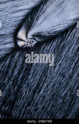 A detailed close-up of an animal's fur, highlighting its dense texture and natural swirl patterns Stock Photo