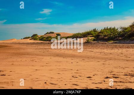 Scenic view of Mangrove trees growing on the Mambrui Sand dunes in Mambrui Beach in Malindi, Kenya Stock Photo