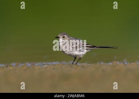 Bird white wagtail Motacilla alba small bird with long tail on light brown background, Poland Europe Stock Photo