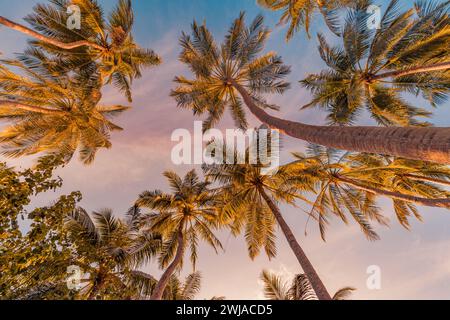 Romantic vibes of tropical palm tree with sun light on sky background. Outdoor sunset exotic foliage, closeup nature landscape. Coconut palm trees Stock Photo