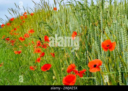 Poppies by a wheat field Stock Photo