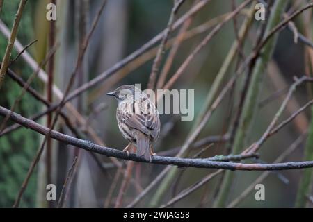 Dunnock pearched on a twig on a winters day, County Durham, England, UK. Stock Photo