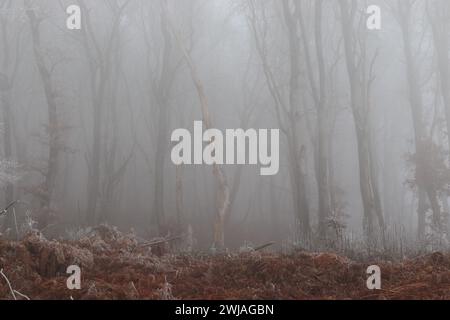 Rauhreif und Nebel im Wald Stock Photo