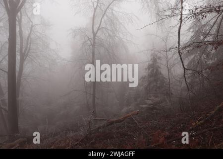 Rauhreif und Nebel im Wald Stock Photo