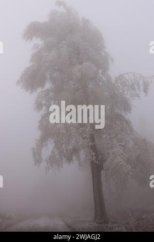 Rauhreif und Nebel im Wald Stock Photo