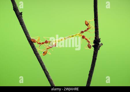 Sharing is caring    INDONESIA ENDEARING images of two ants kissing, sharing food and lifting berries together are the perfect examples of love in mac Stock Photo