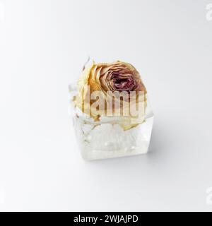 Conceptual composition of a rose bud in an ice cube, a rose flower in ice, isolated on a white background, close-up. Stock Photo