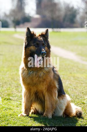 A purebred adult shepherd dog sits on green grass in a park on a sunny day. A large dog sits with his tongue out. Stock Photo