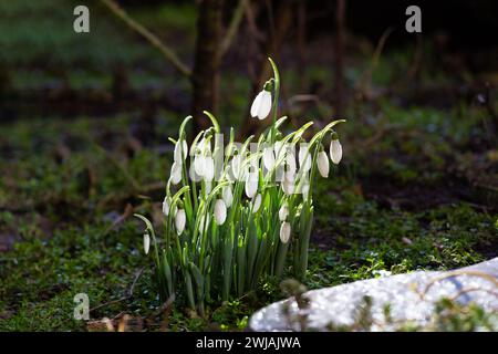 Blooming snowdrops with water drops in the sun. Snowdrop flowers in the forest. First spring flowers. Galanthus nivalis. Stock Photo
