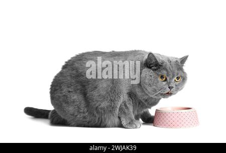 A fat gray British cat eats dry diet food for overweight cats from a pink ceramic bowl on a white background. Obesity of the Scottish cat. Stock Photo