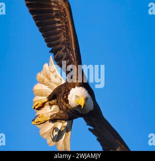 Bald Eagle soaring through clear blue sky in NY Stock Photo - Alamy