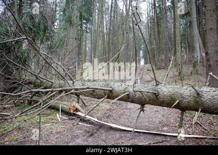 A fallen tree blocking a forest road, a broken spruce in the forest lying on the ground Stock Photo