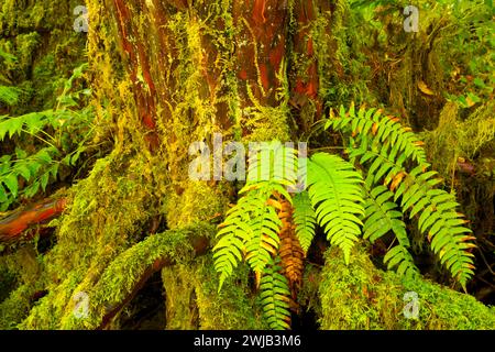 Pacific yew with western sword fern, North Fork of the Middle Fork Willamette Wild and Scenic River, Willamette National Forest, Oregon Stock Photo