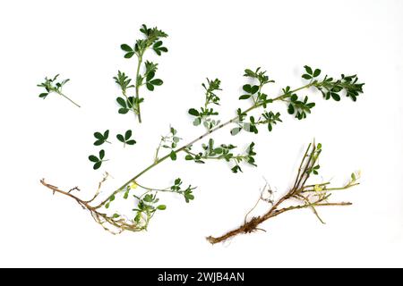 Annual grass knotweed or bird buckwheat or grass ant, weed. The picture shows a grass stalk, flowers and root system. Stock Photo
