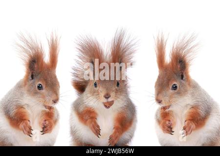 three squirrels eating hazelnuts on a white background Stock Photo