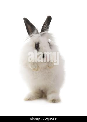 white rabbit with black ears standing on its hind legs isolated on white background Stock Photo