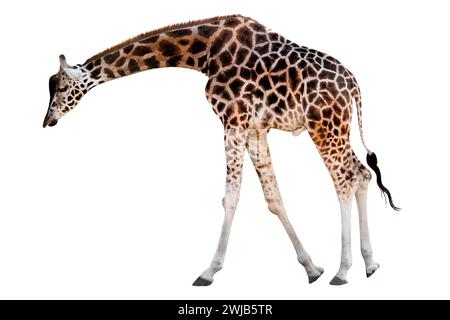 giraffe with head down isolated on white background Stock Photo
