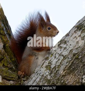Red Squirrel, Sciurus vulagaris, North - East Italy Stock Photo