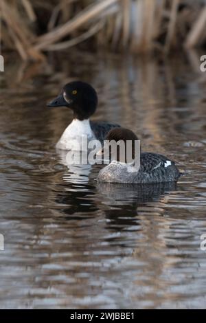 Barrow's Goldeneyes / Spatelenten ( Bucephala islandica ) in winter, adult female with young, swimming on a river, Yellowstone area, Montana, USA. Stock Photo