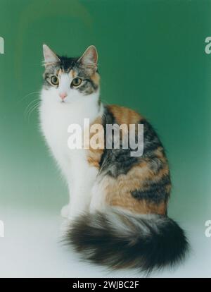Norwegian Forest Cat Tortie & White Nfc Stock Photo