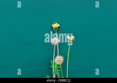Coatbuttons or Tridax daisy flowers (Tridax procumbens) in front of a green wall Stock Photo