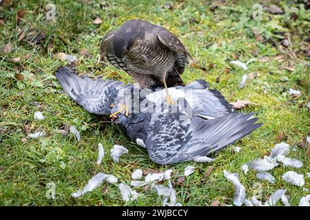 Eurasian Sparrowhawk bird of prey feeding on captured pigeon in urban British garden Stock Photo