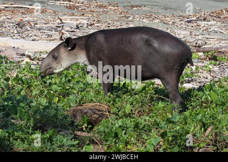 Tapir on beach of Corcovado National Park, Costa Rica Stock Photo