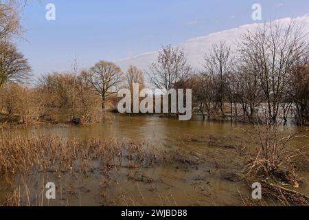 Überschwemmungen am Rheinufer, Bäume und Sträucher inmitten des Hochwassers am Rhein in der Nähe von Düsseldorf, Köln, Niederrhein, Deutschland. *** Partially submerged trees surrounded by flood water at river Rhine close to Düsseldorf, Cologne, Lower Rhine area, Germany. Nordrhein-Westfalen Deutschland, Westeuropa Stock Photo