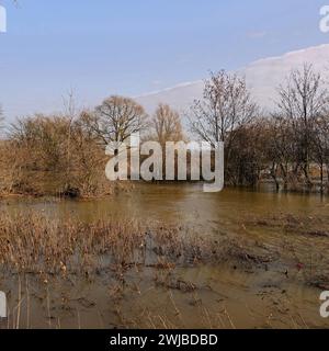 Überschwemmungen am Rheinufer, Bäume und Sträucher inmitten des Hochwassers am Rhein in der Nähe von Düsseldorf, Köln, Niederrhein, Deutschland. *** Partially submerged trees surrounded by flood water at river Rhine close to Düsseldorf, Cologne, Lower Rhine area, Germany. Nordrhein-Westfalen Deutschland, Westeuropa Stock Photo