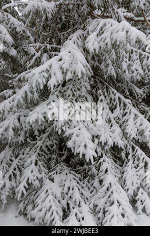 snow-covered spruce tree branches in a forest Stock Photo