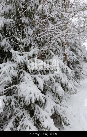 snow-covered spruce tree branches in a forest Stock Photo
