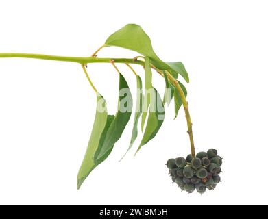 Common ivy branch isolated on white background, Hedera helix Stock Photo