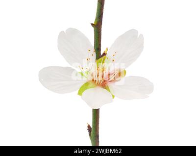 Almond blossom flower isolated on white background, Prunus amygdalus Stock Photo