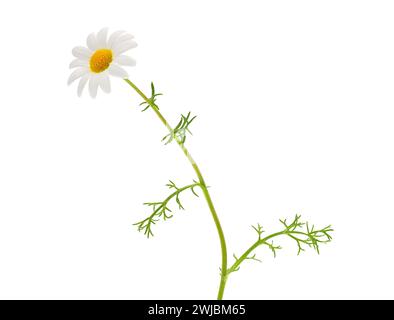 Dark chamomile plant isolated on white background, Chamaemelum fuscatum Stock Photo