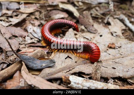 Red catepillar, Madagascar Stock Photo