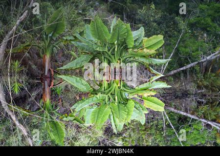 Plant reflection in crystal water, Madagascar Stock Photo